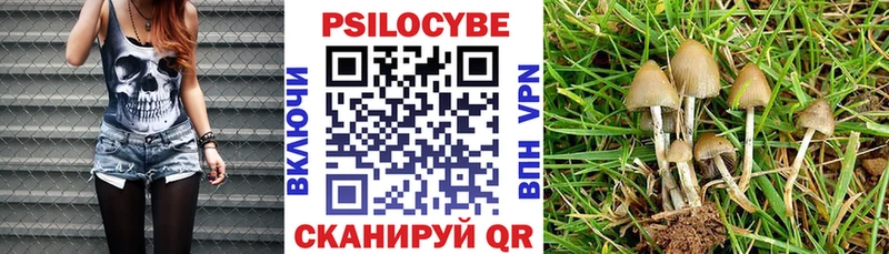 купить наркотик  Вятские Поляны  Псилоцибиновые грибы Cubensis 